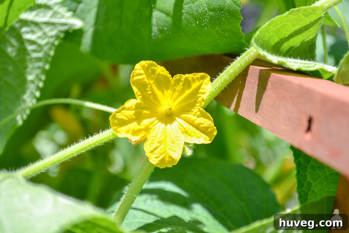 cucumber flower