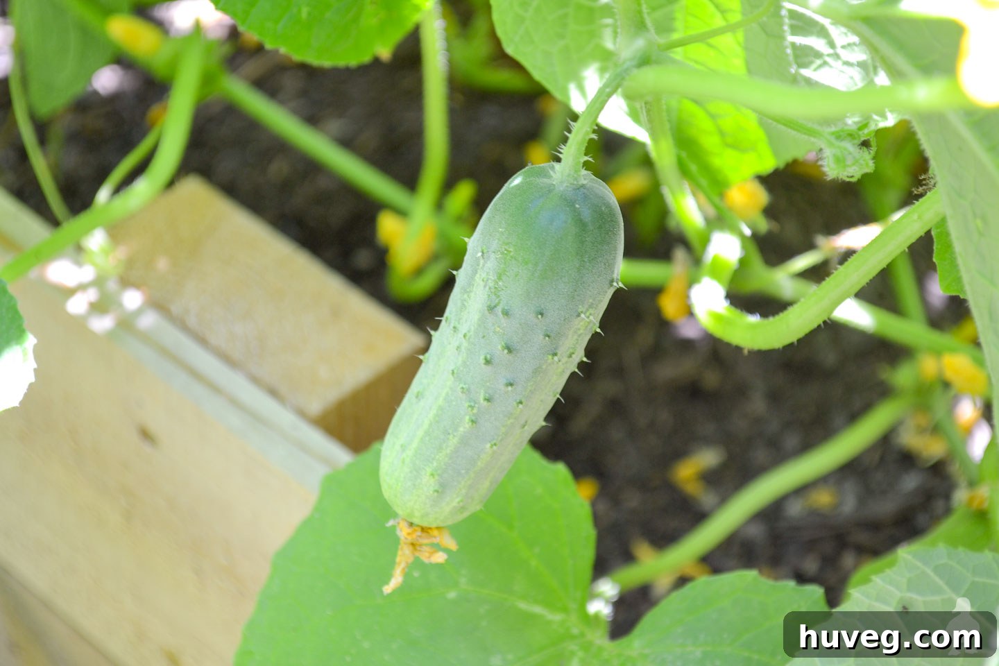 baby cucumber growing in