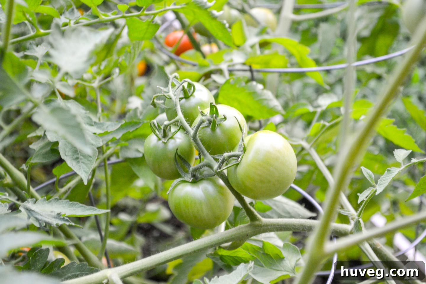 pretty green tomatoes in cluster
