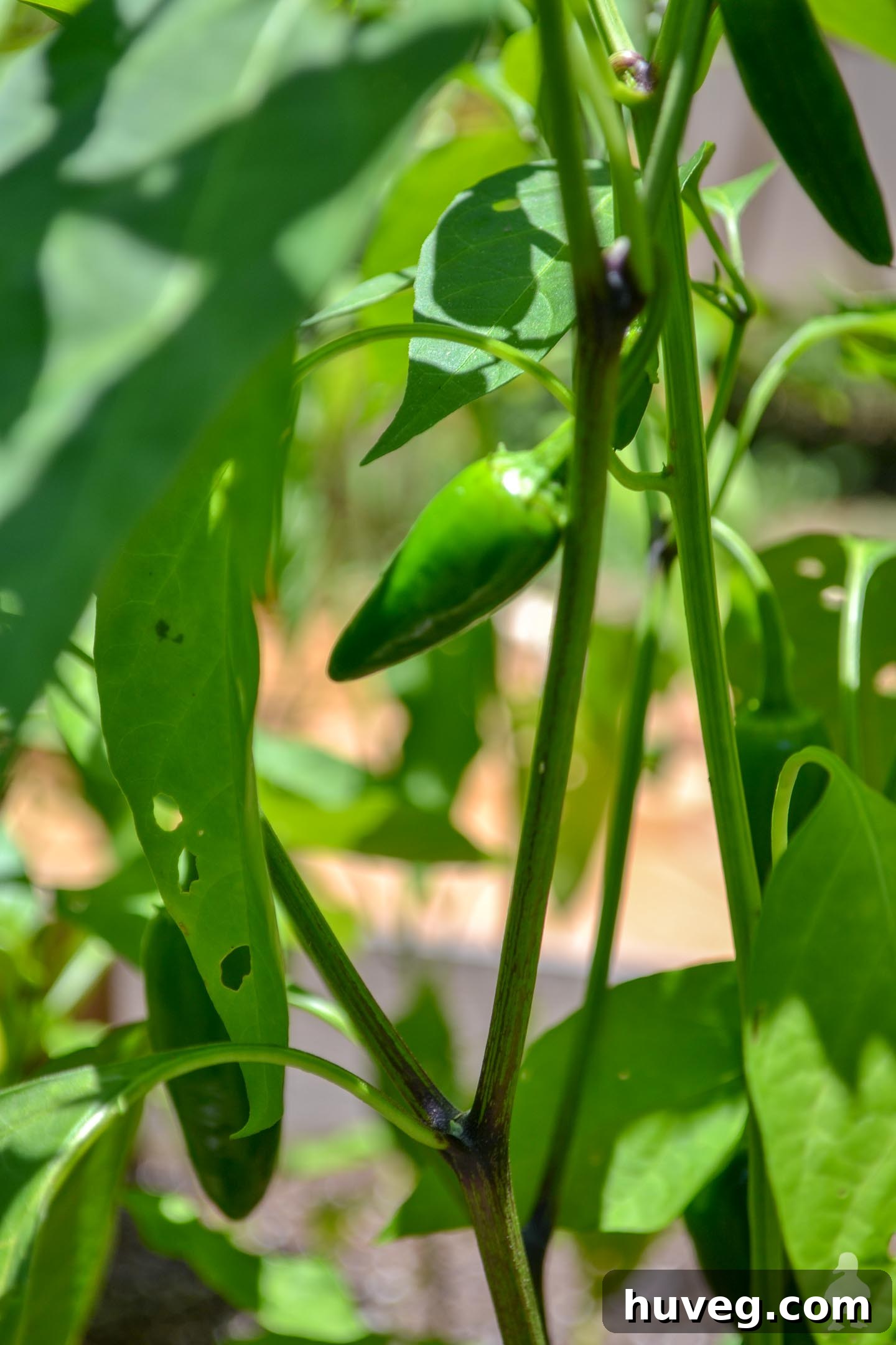 jalapeno pepper