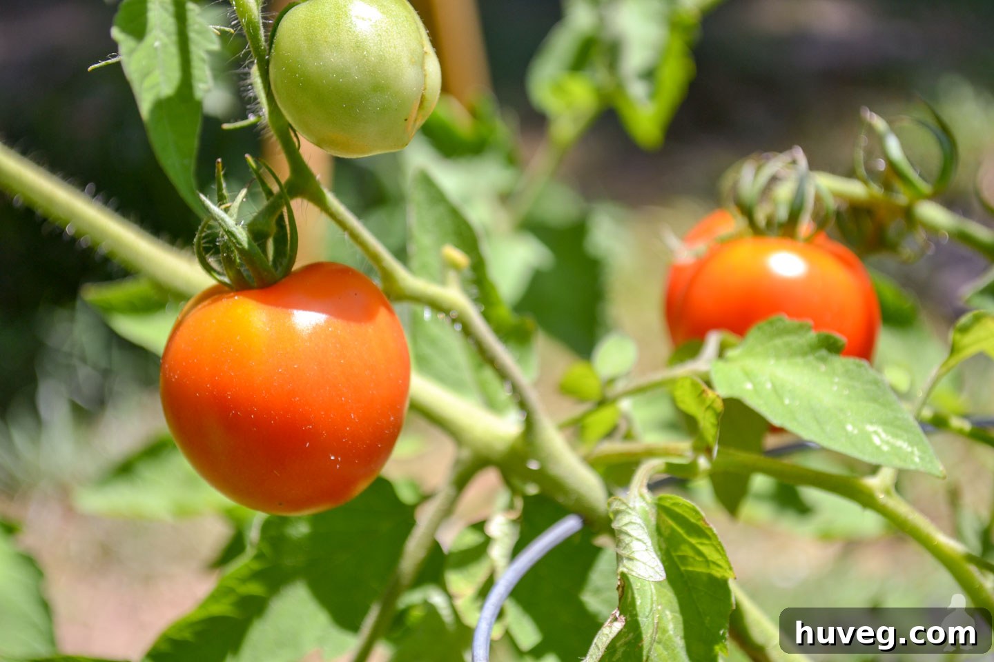 green and red tomatoes