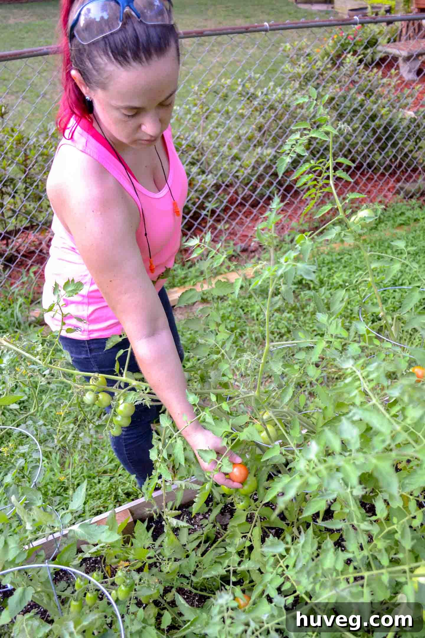 Plucking tomatoes