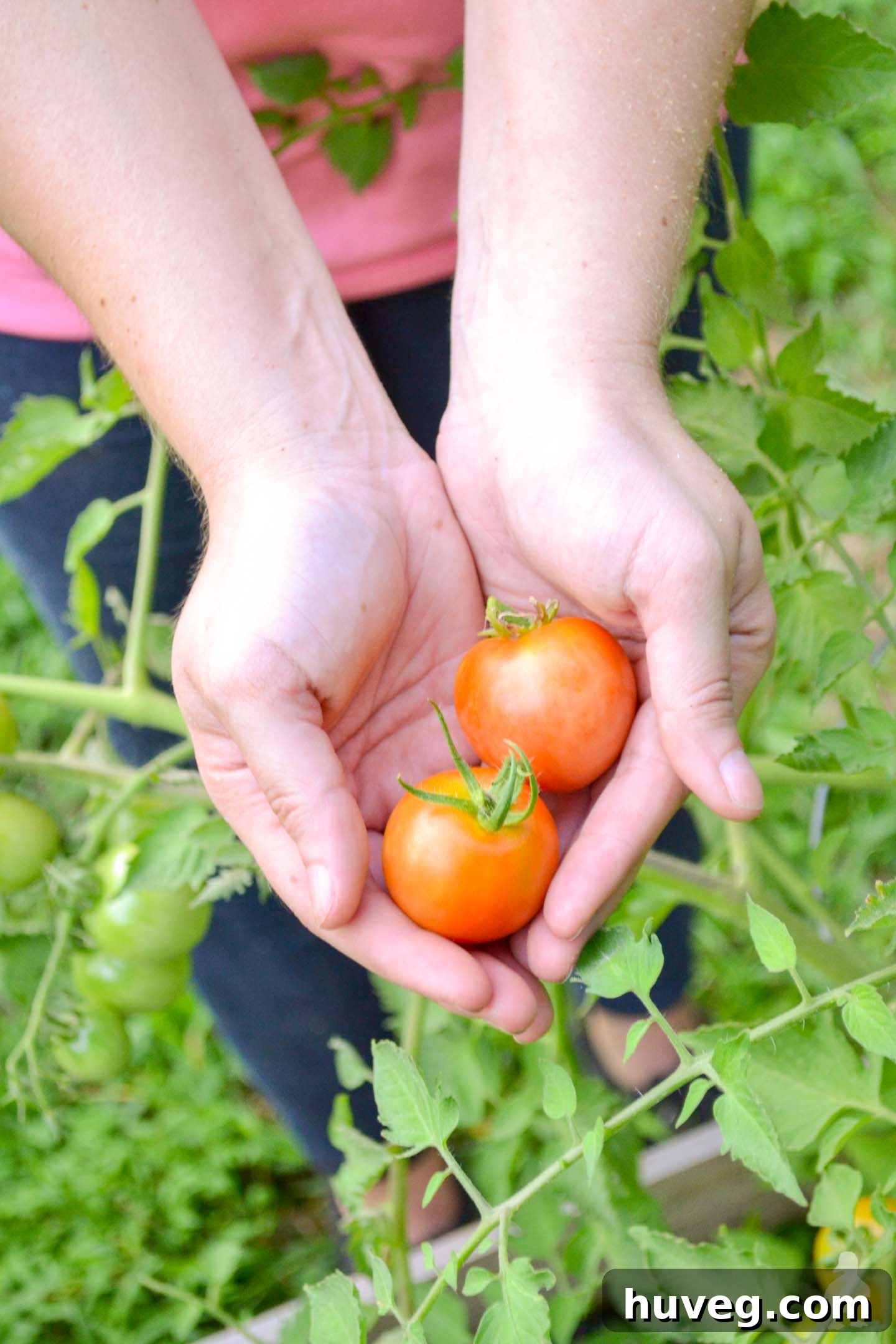 freshly picked tomatoes