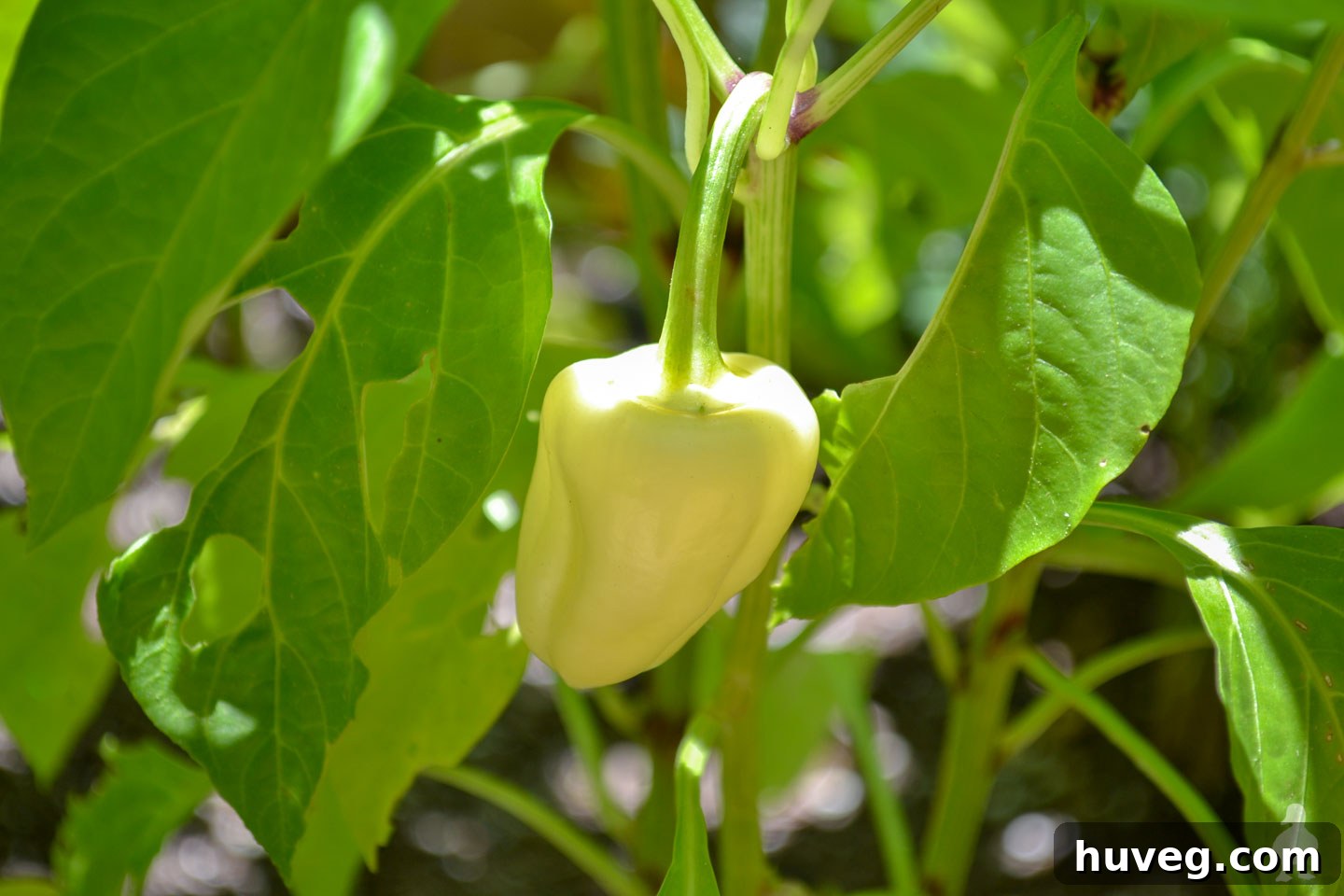 bell pepper growing in