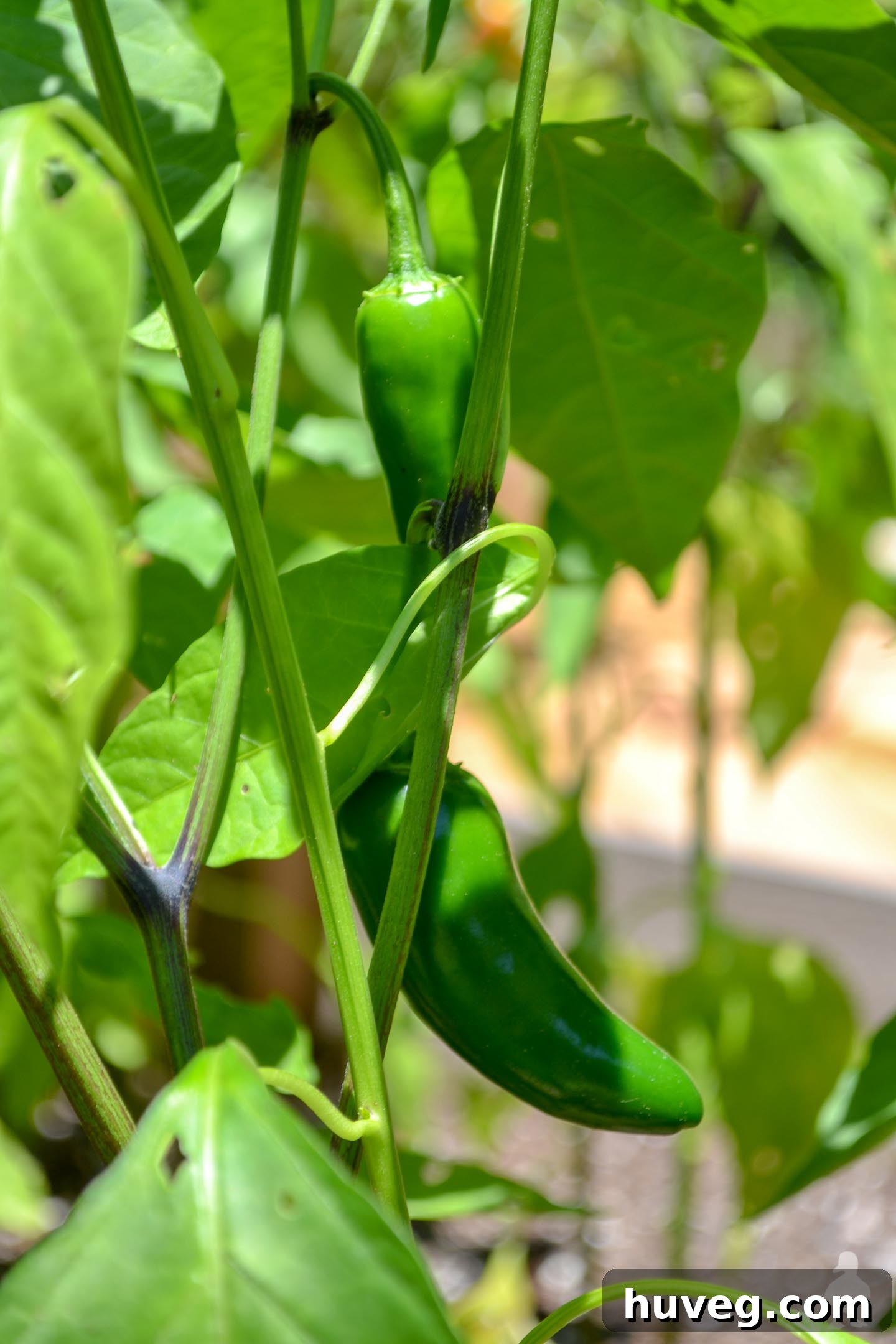 jalapeno peppers