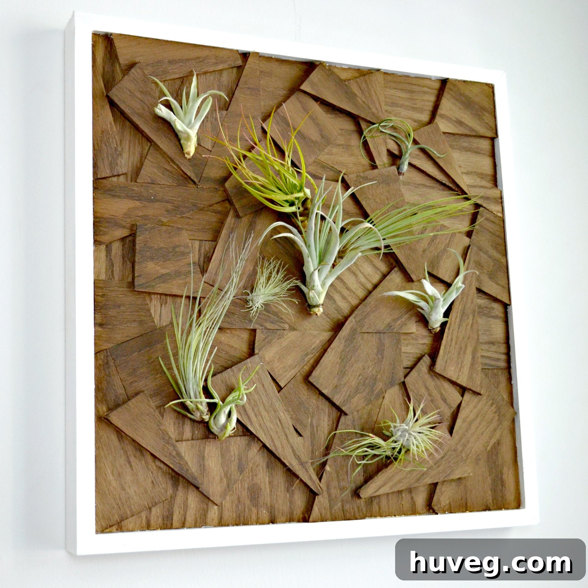 DIY framed wall art made from scrap plywood, featuring living air plants, offering a unique and low-maintenance decor piece.