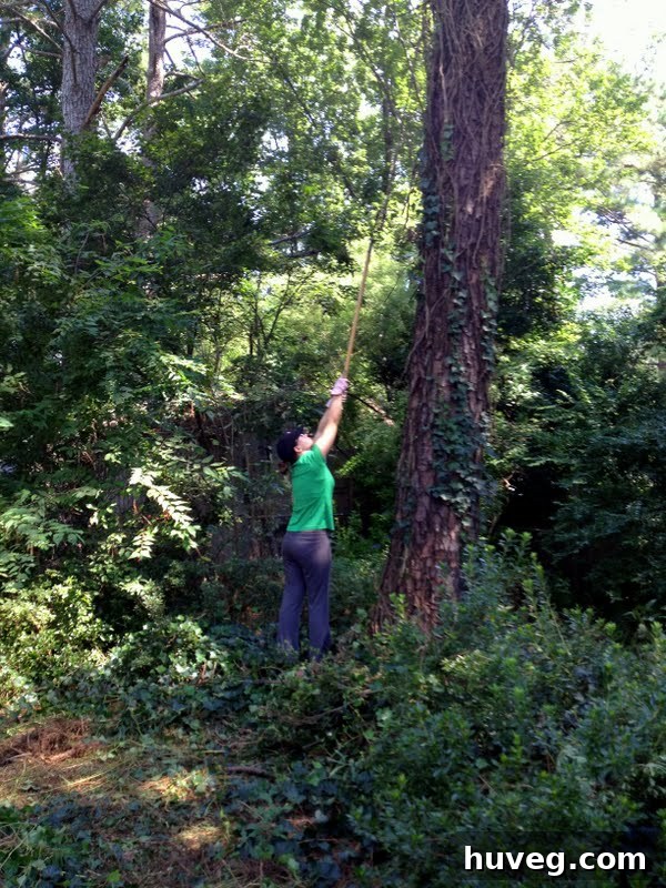 trying to use rake to pull down vines off trees