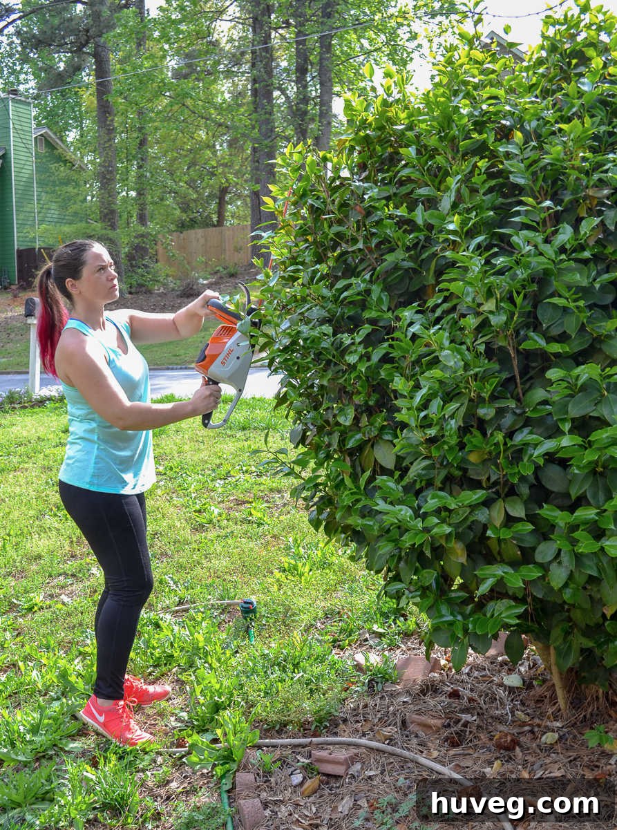 trimming camellia in front yard