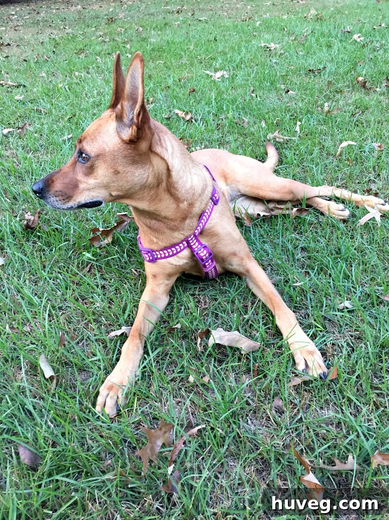 Dog on the grass wearing a harness, looking cool and relaxed in the shade.