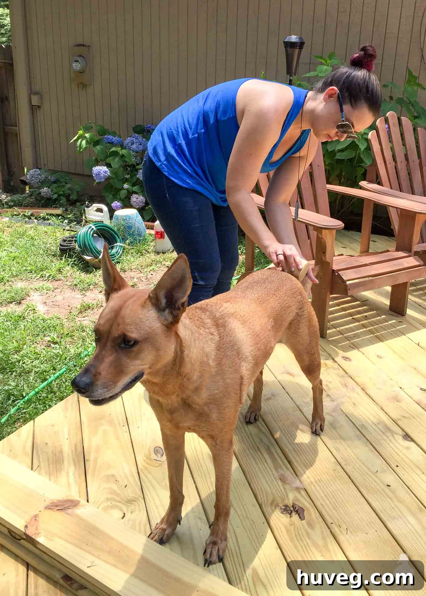 Brushing out Charlie's fur outdoors, a vital step in reducing shedding and keeping her cool.