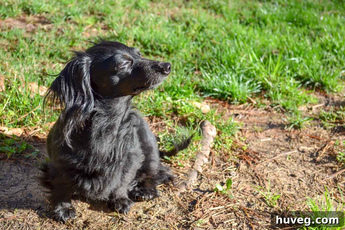 Stella in the morning sunlight, her healthy coat gleaming after a good grooming session.