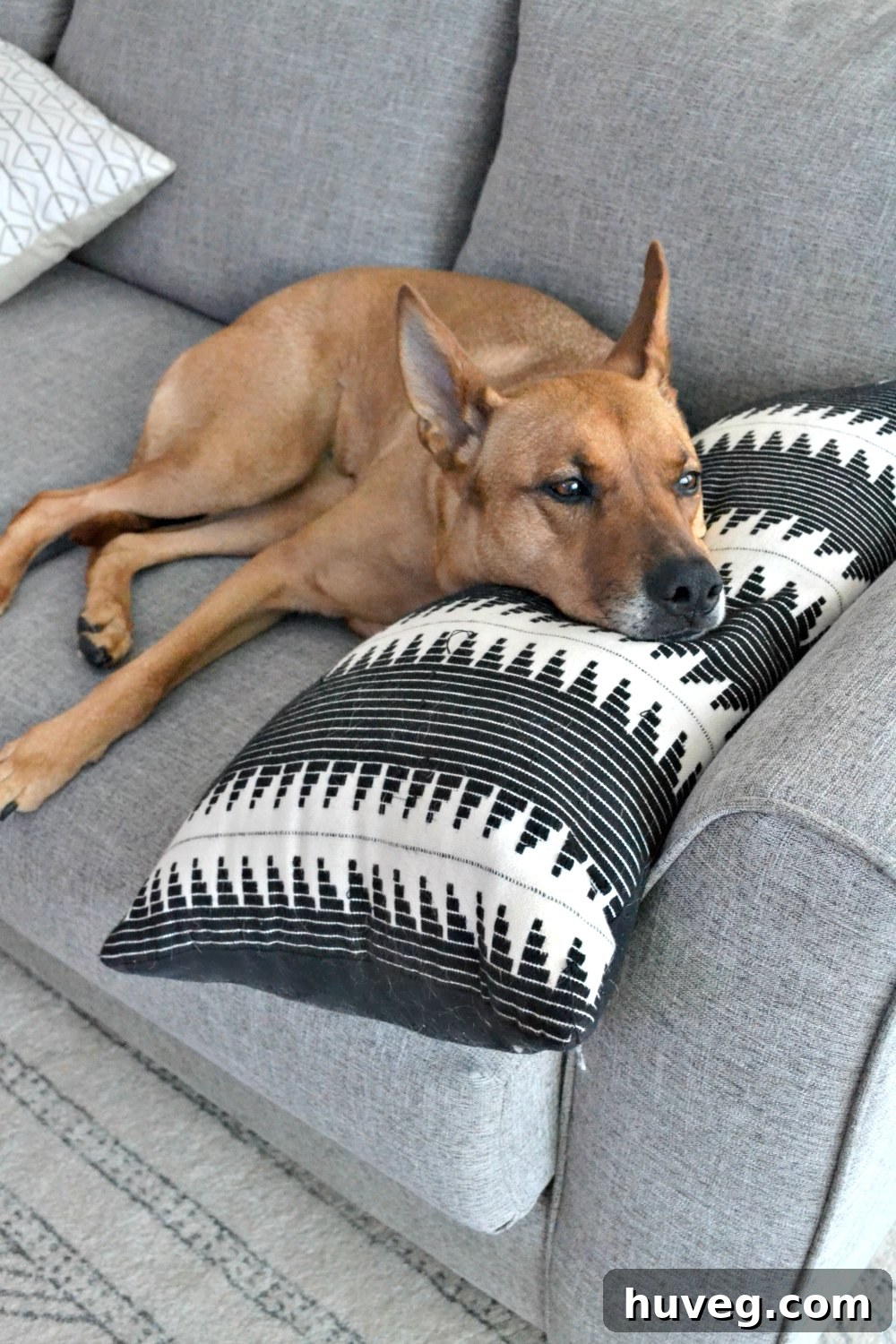 Charlie relaxing comfortably on a new sectional sofa, ensuring all surfaces are covered in dog hair.