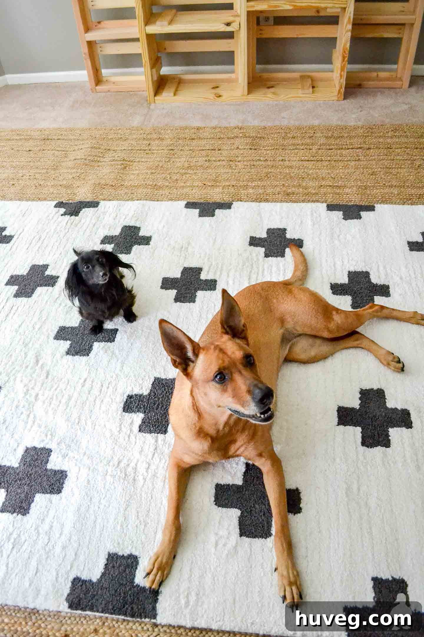 Stella and Charlie - dogs laying on new rugs in master bedroom, showcasing new flooring