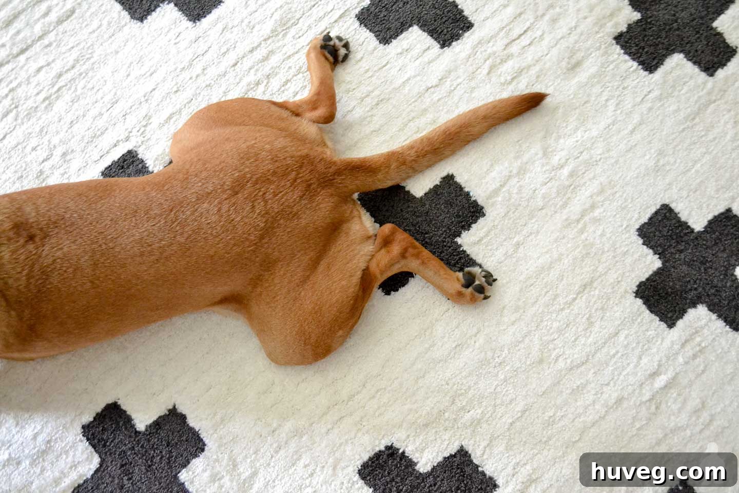 charlie butt on new plus sign rug, showing dog's comfort
