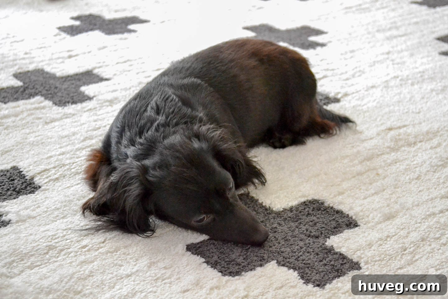 black dachshund on plus sign scandi rug, enjoying new bedroom decor