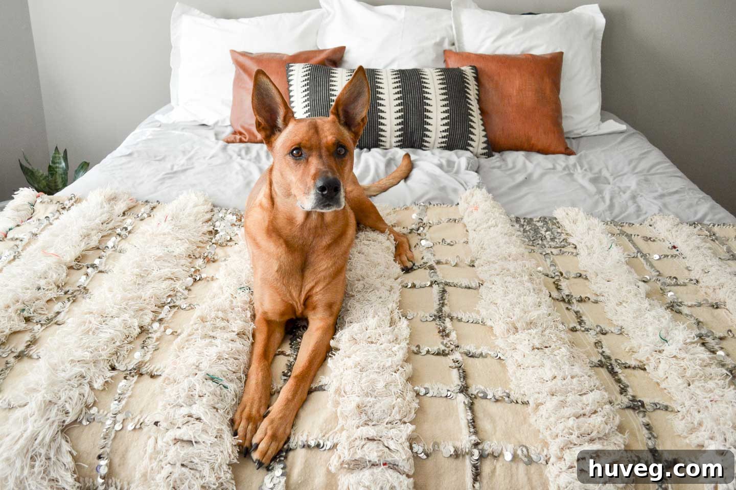 Charlie modeling master bedroom decor - moroccan wedding blanket and pillows, dog-friendly design
