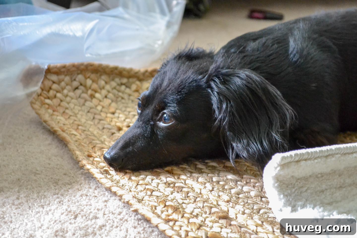 black dachshund laying comfortably on new jute rug, pet-friendly decor