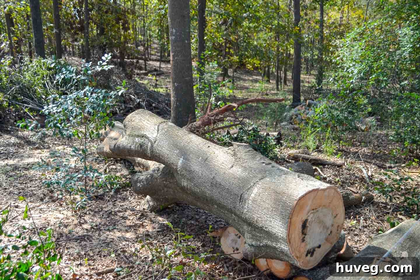 cutting up fallen oak tree