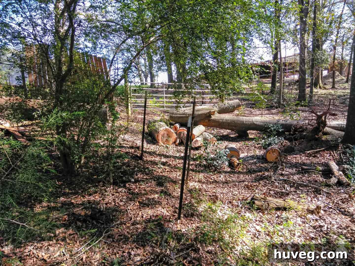 Numerous fallen trees and logs, indicating extensive cleanup and potential wood processing.