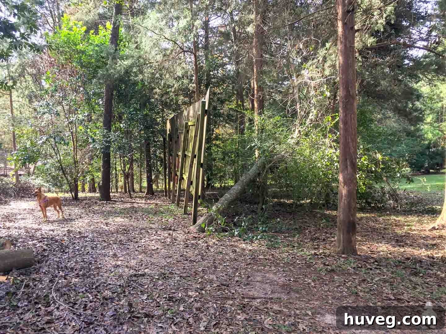 Charlie, the dog, enjoying the wooded area while a person is seen cutting down trees in Americus.