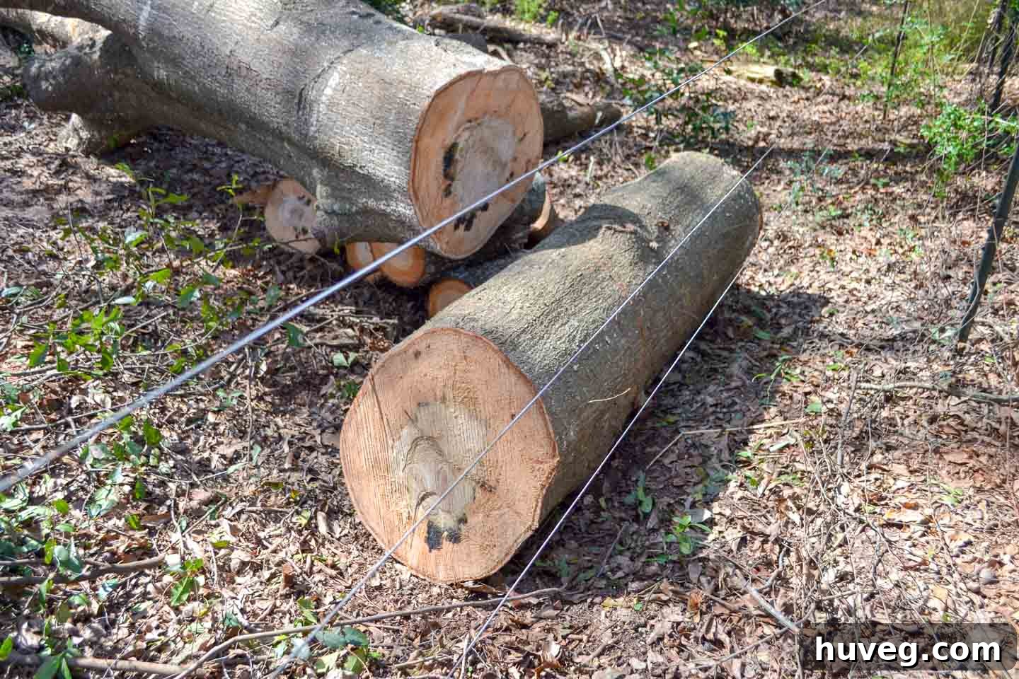 Large oak logs scattered across a fence line after falling due to storm damage.