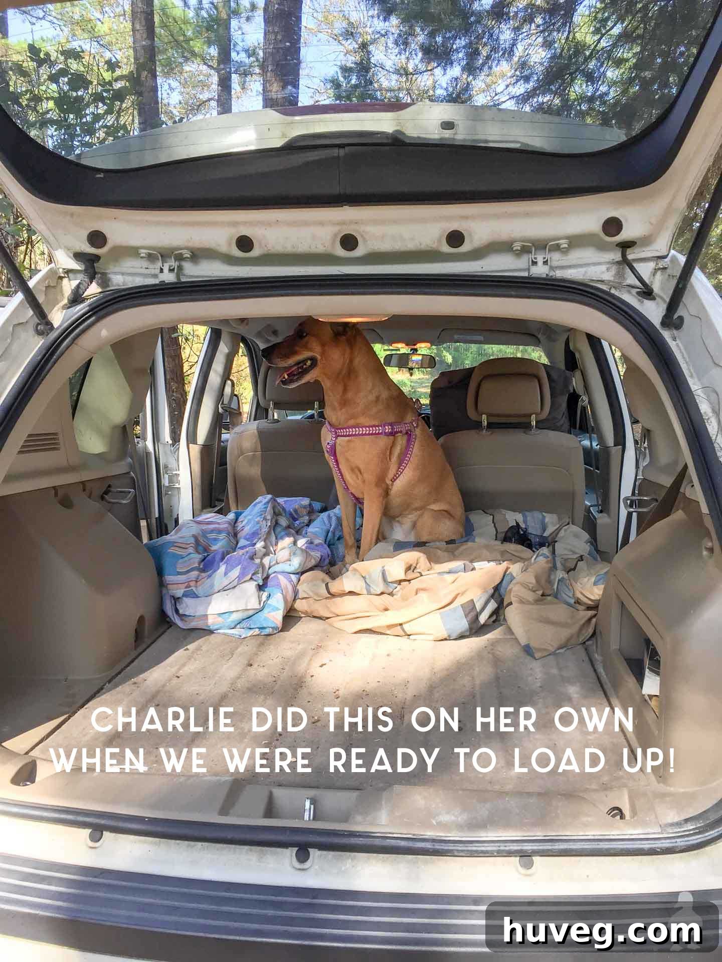 A dog, Charlie, happily loading up into the car after a long day of cleanup.