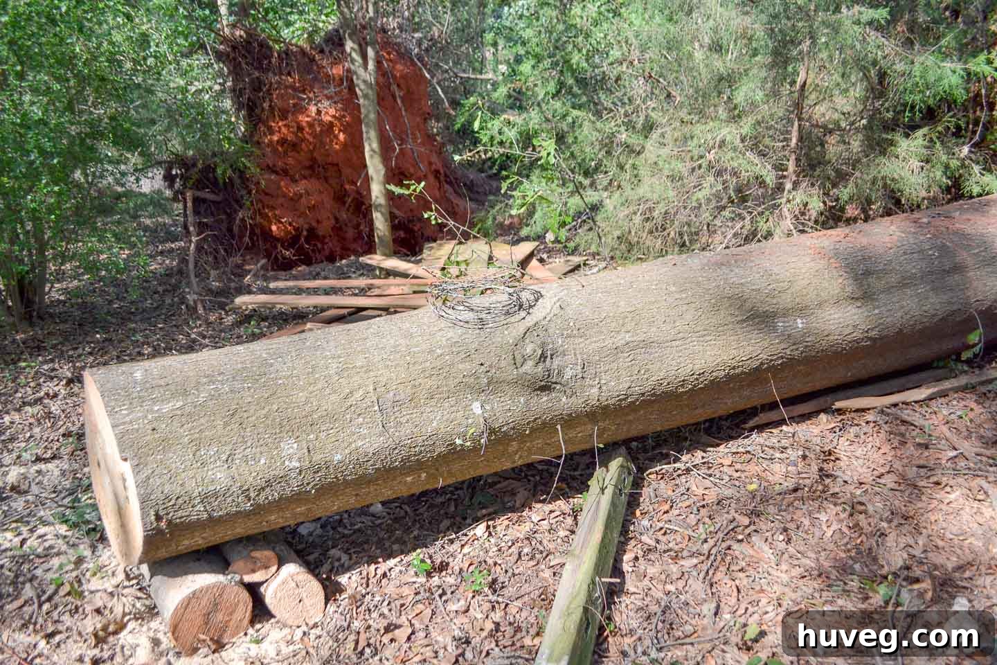 A large fallen oak tree in a forest in Georgia, waiting to be processed.