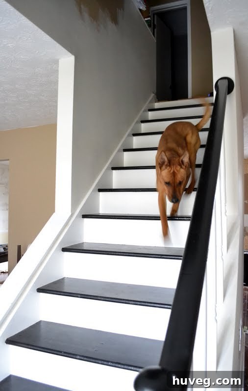 Charlie the cat coming down the stairs
