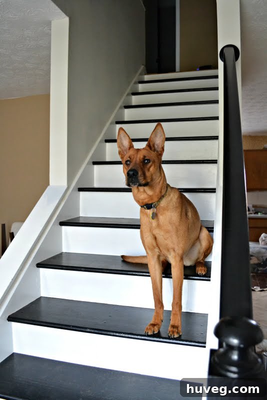 Charlie the cat sitting on newly painted stairs