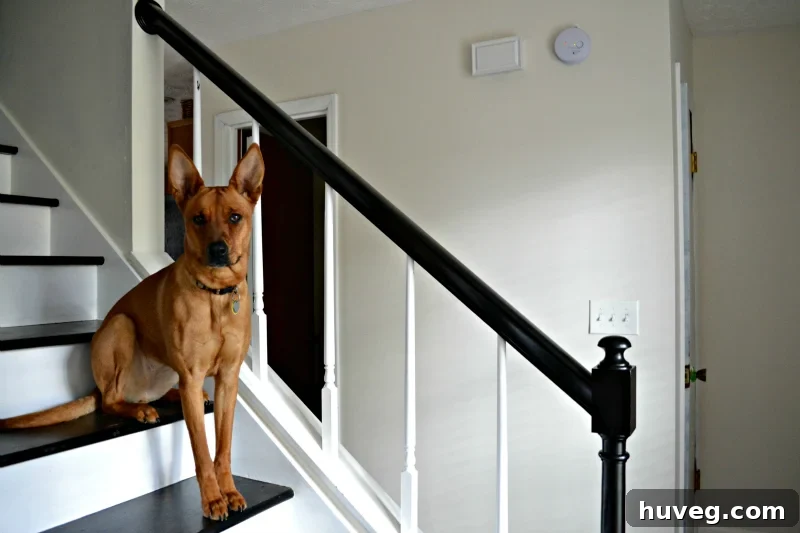 Charlie modeling the stairs after painting