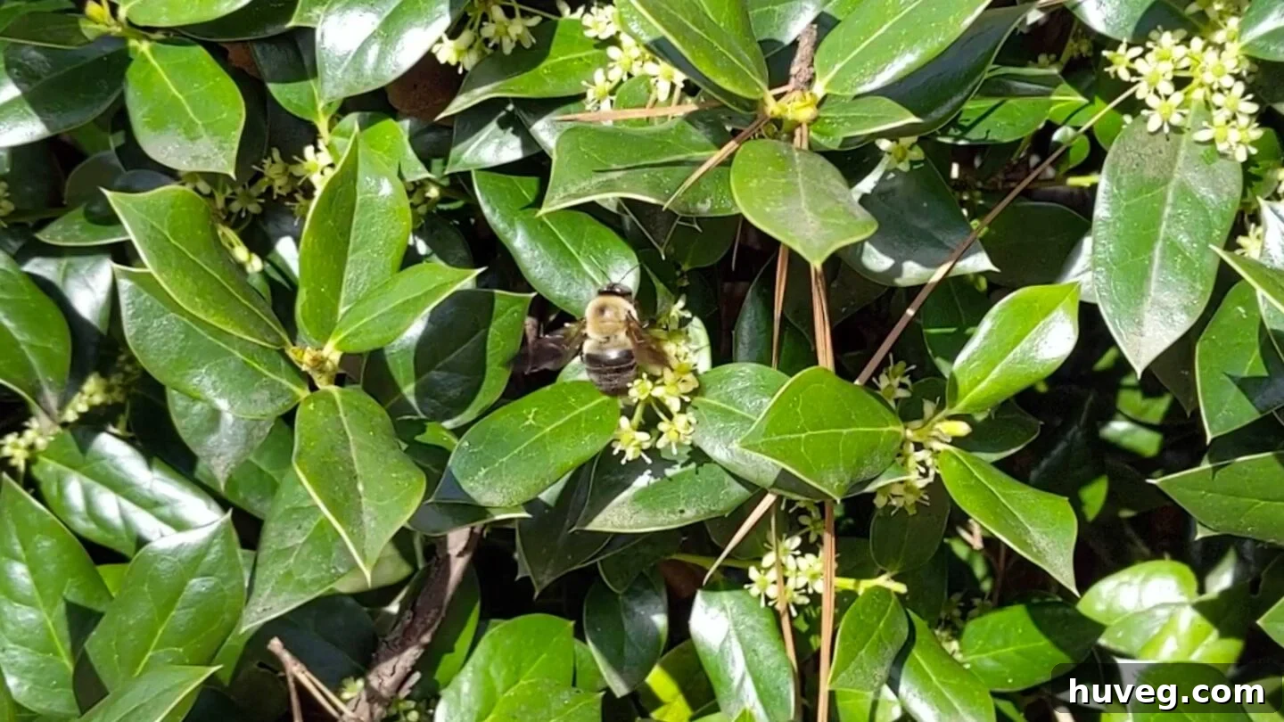 carpenter bee pollinating flowers