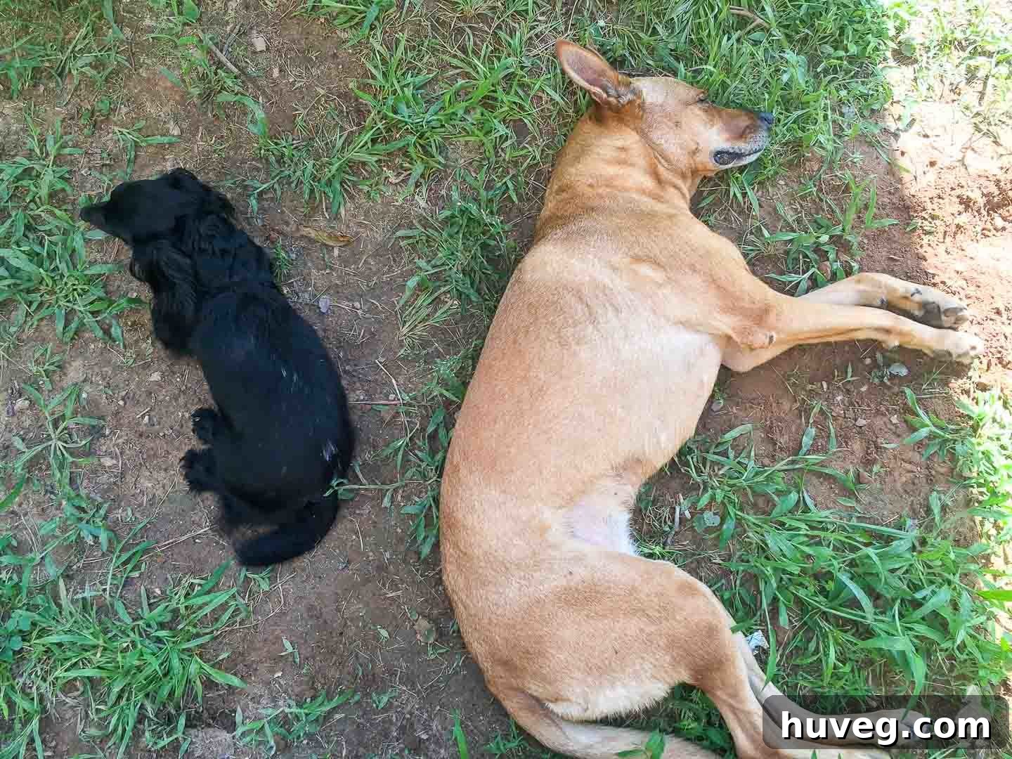 Charlie and Stella napping on the grass together