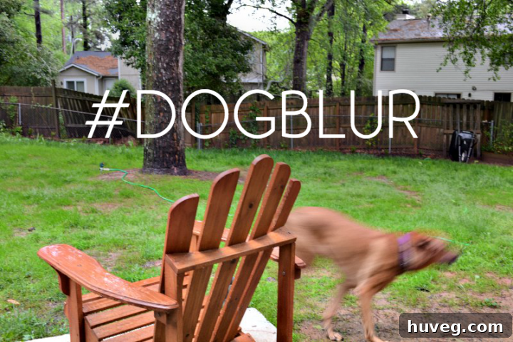 dogblur