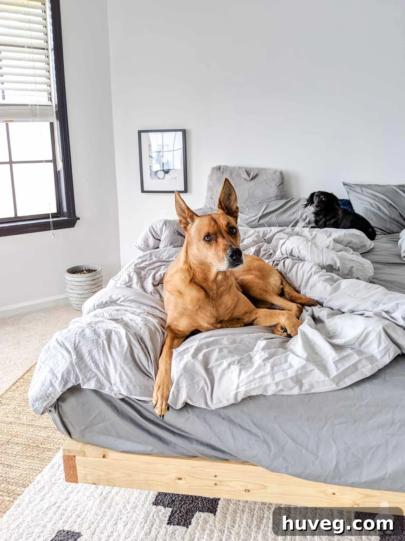 Charlie and Stella lounging on the king bed with two duvets