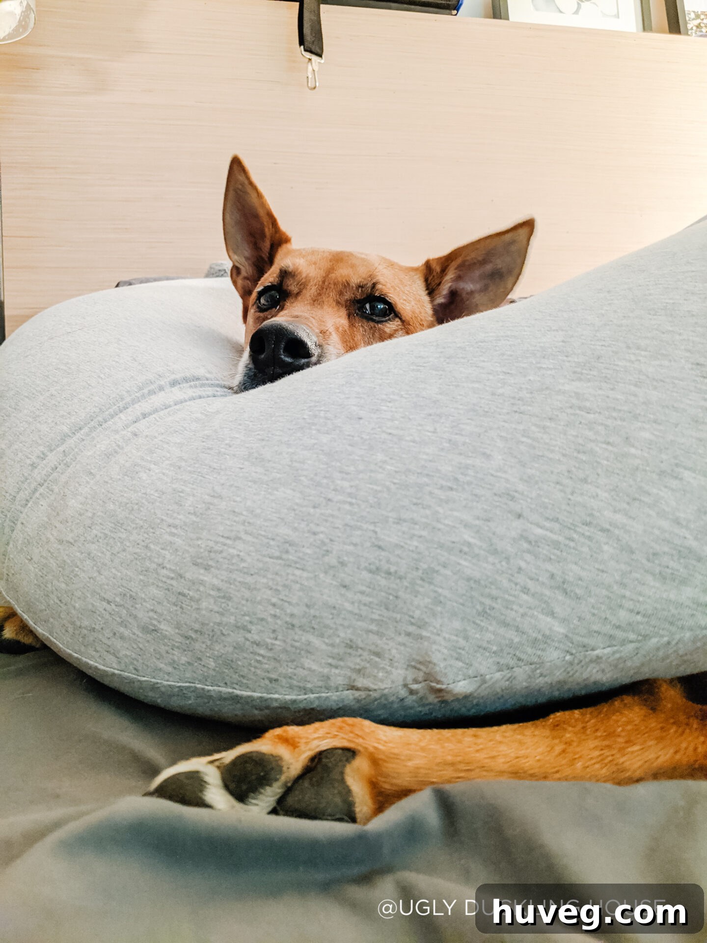 dog adopting the pregnancy pillow