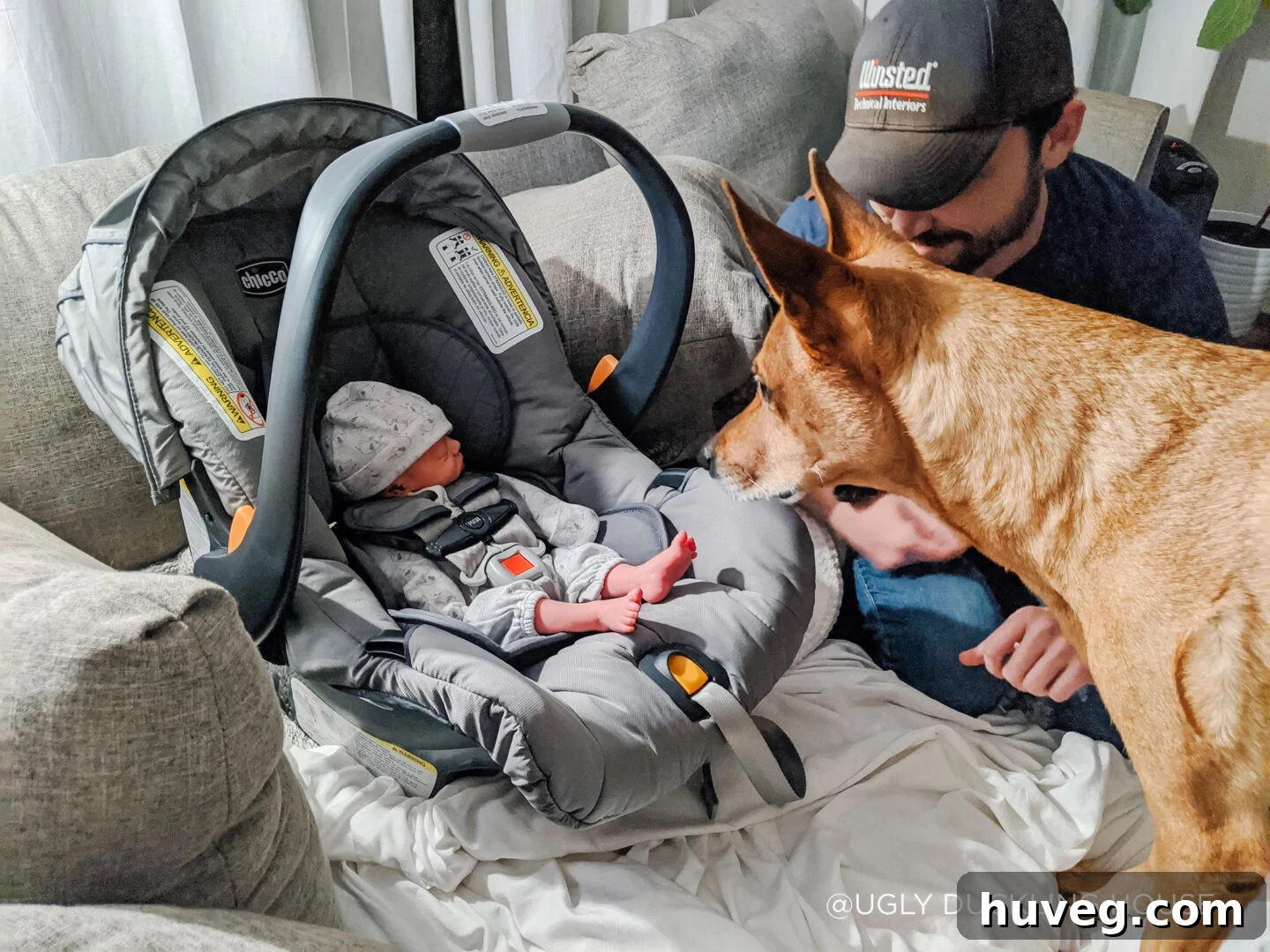 bringing baby home from hospital to meet dogs