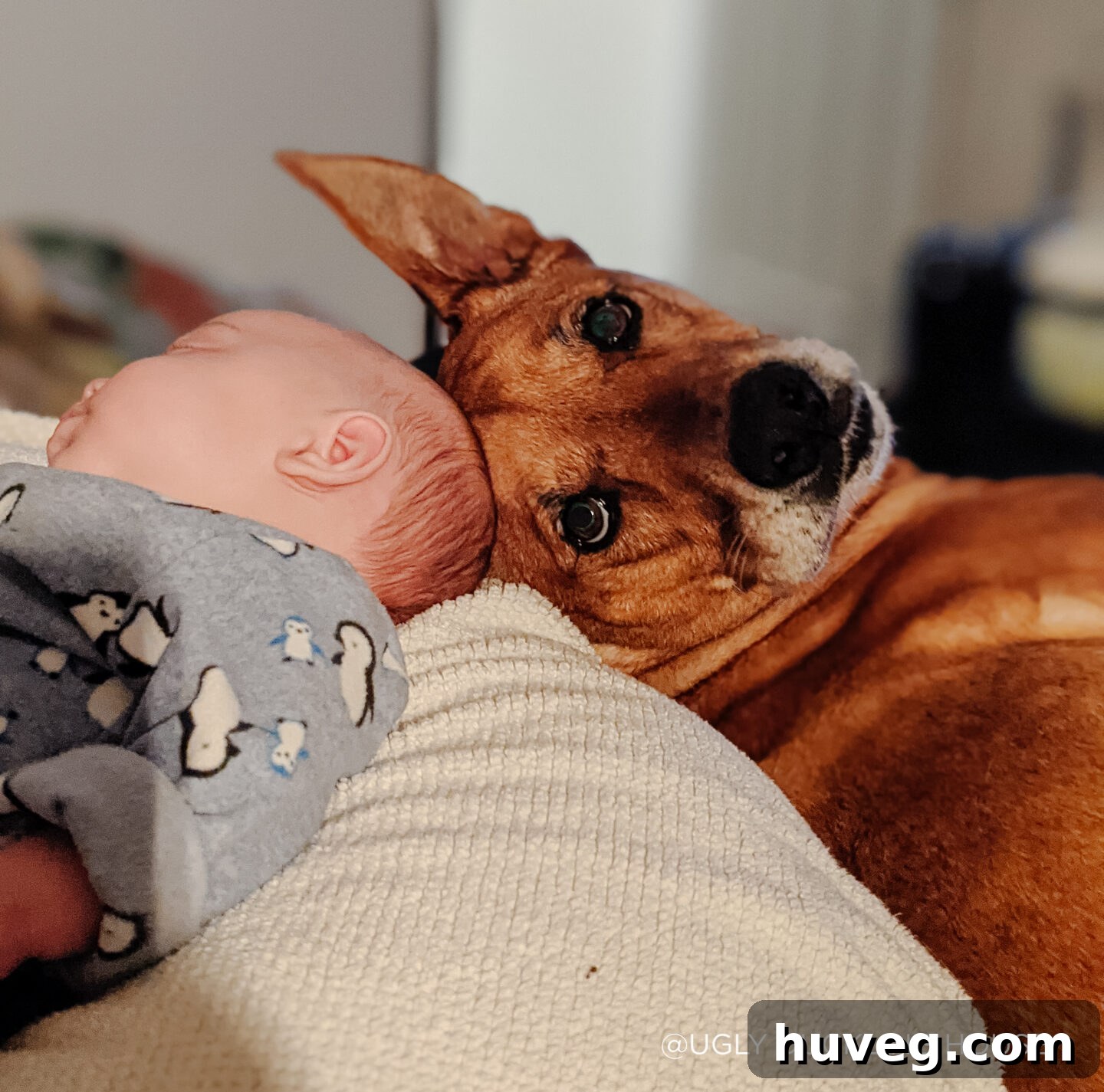 baby and dog
