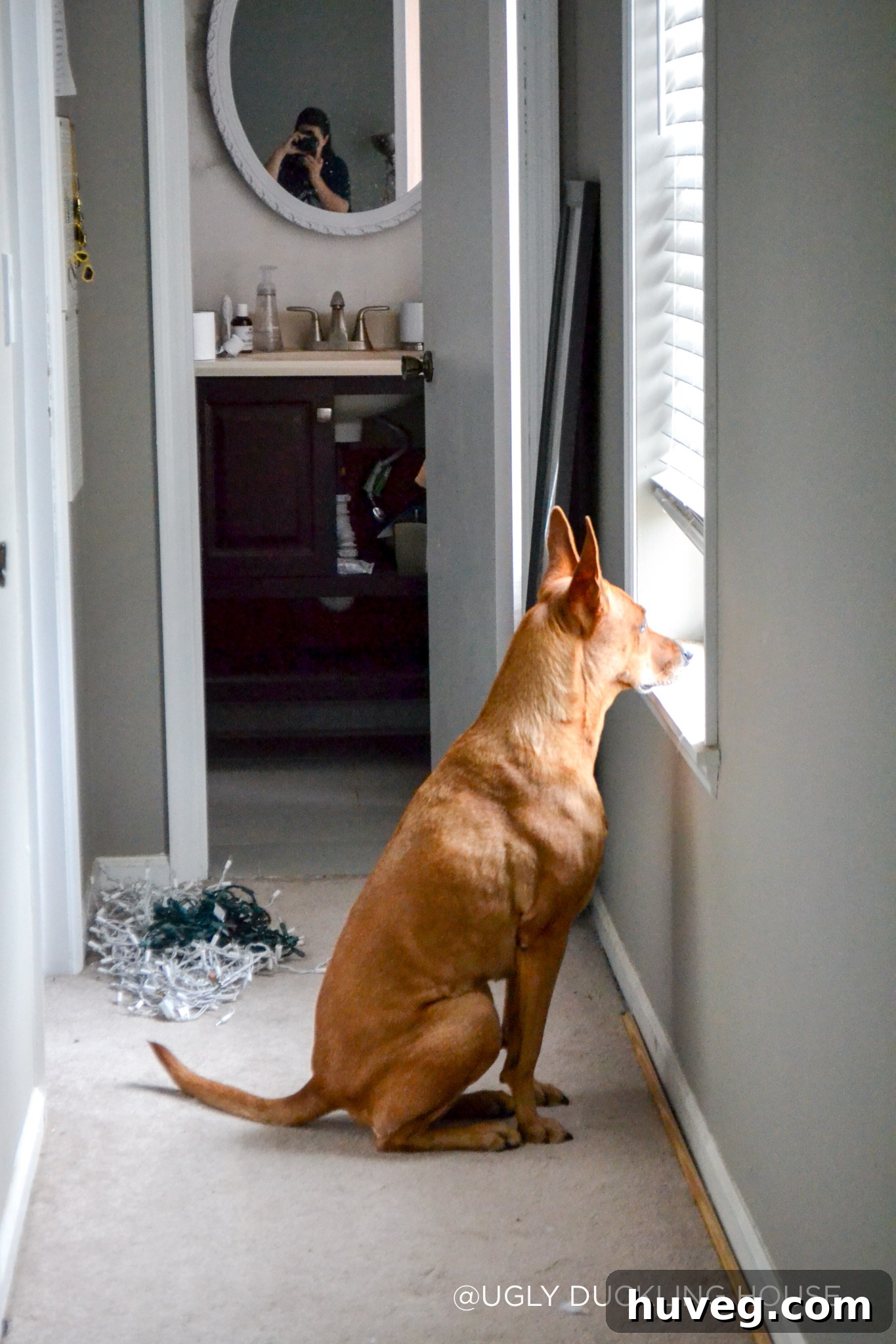 Charlie looking out of the master bedroom window