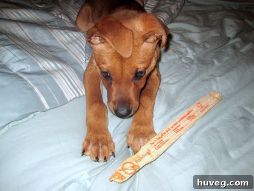 Charlie loved to chew on paint sticks