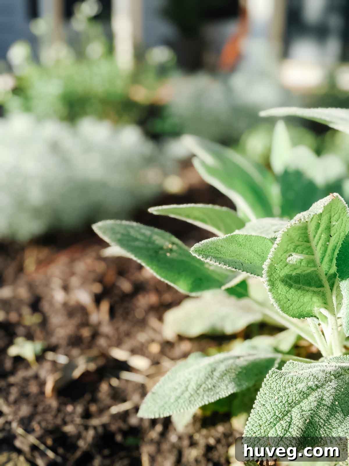 closeup of lamb's ear plant
