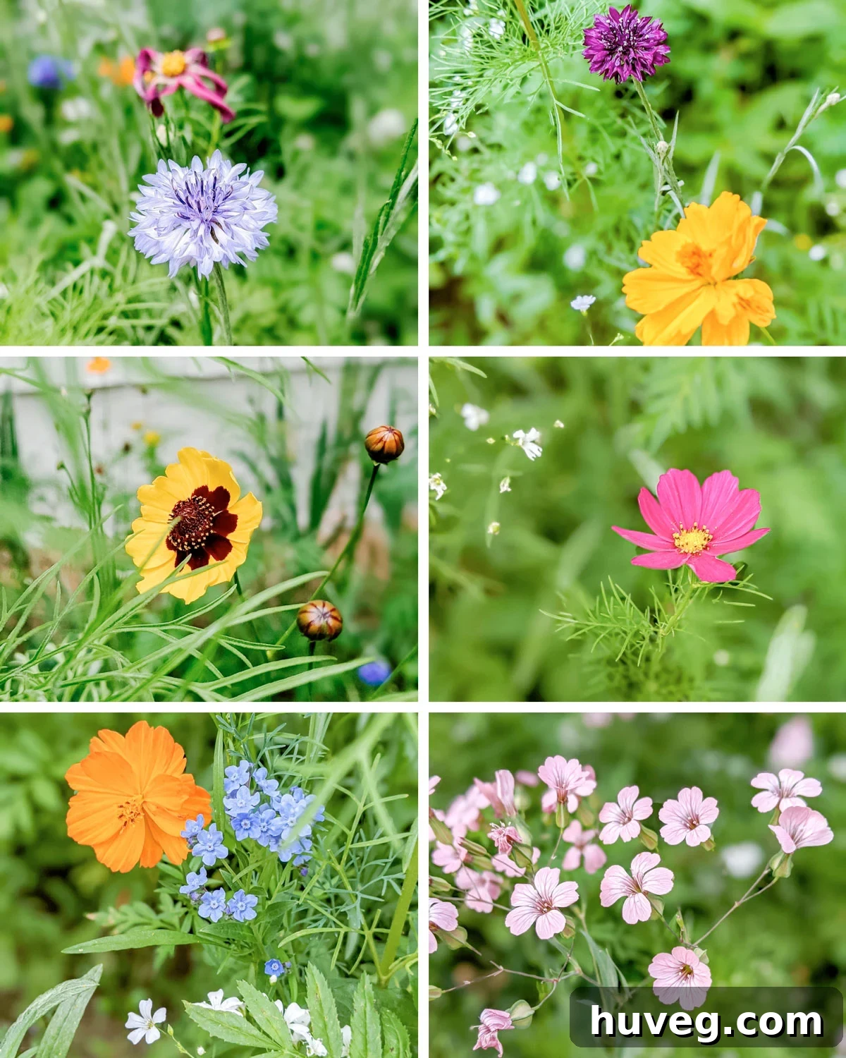 Diverse varieties of wildflowers thriving in a butterfly garden, showcasing their vibrant colors and natural beauty.