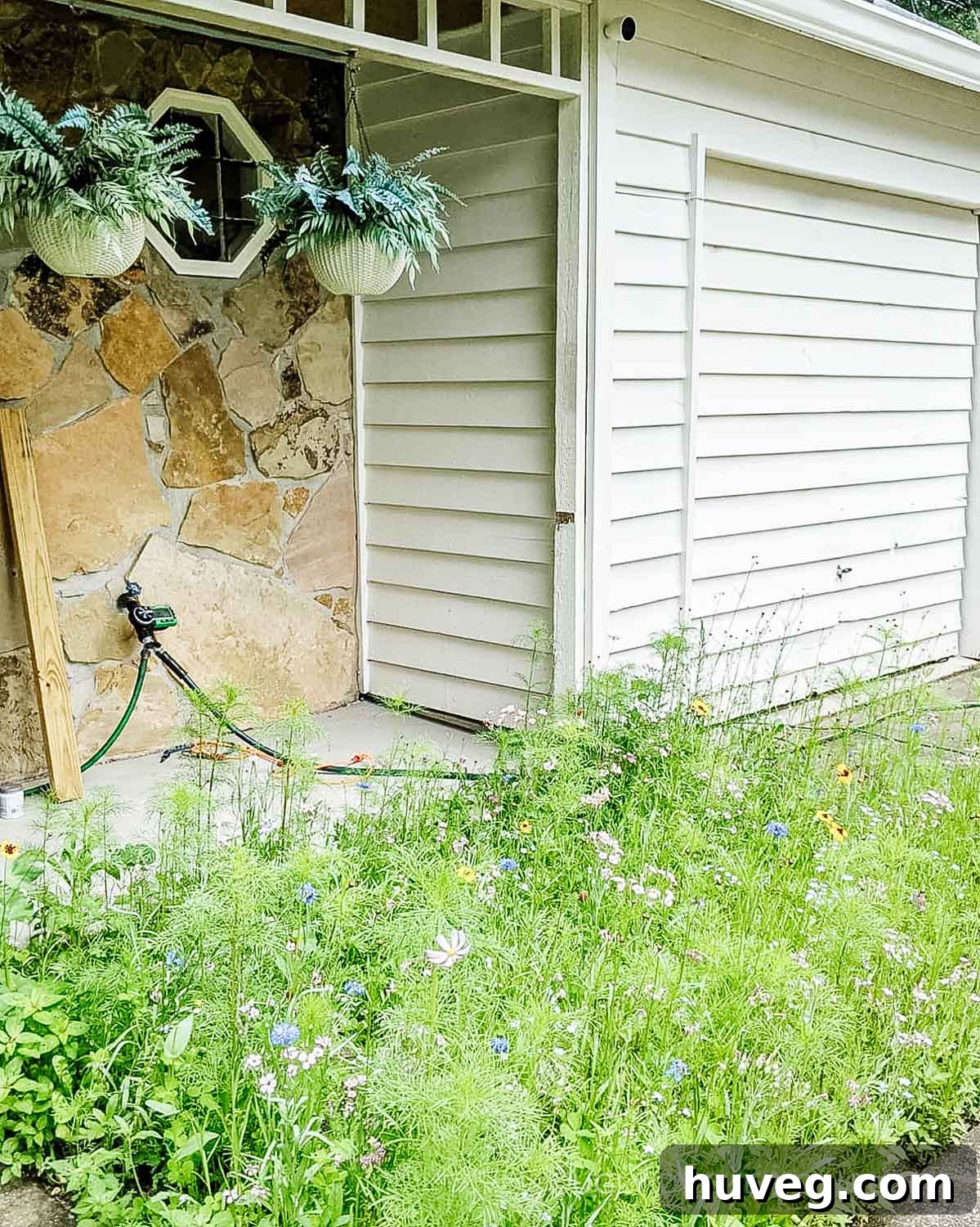 The front yard transformed with a vibrant display of wildflowers, mirroring the success of the side garden.