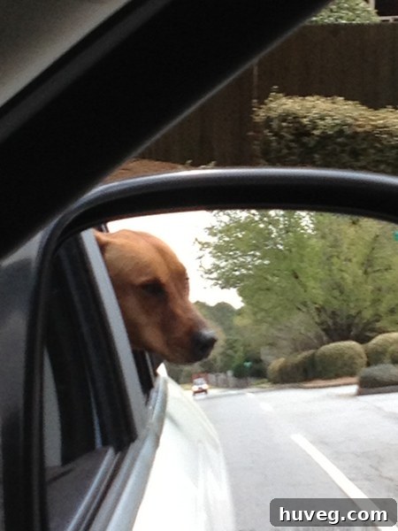 Excited dog, Charlie, looking out the car window during the scenic drive to the dog park