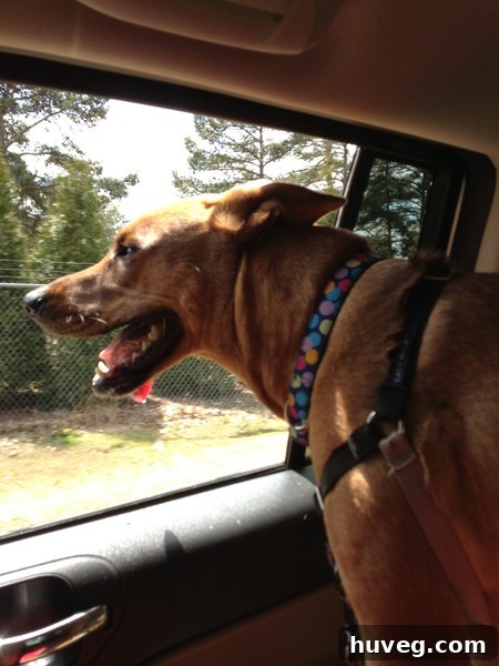 Contented dog, Charlie, fast asleep in the car after a fun-filled day at the dog park
