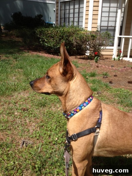 Charlie showcasing her new polka-dot collar and a favorite squeaky toy after a busy weekend