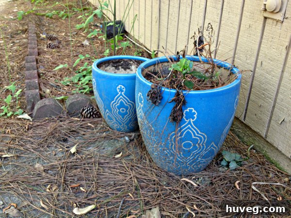 Neglected patio planters before spring cleaning