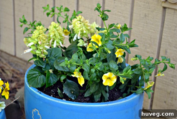 Larger planter with new thriller, filler, and spiller plants