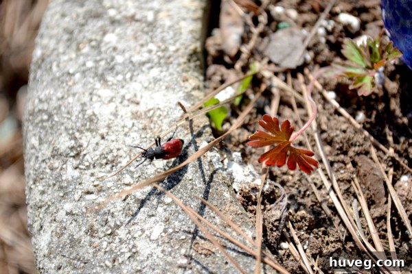 Close-up of a tiny bug crawling on a leaf