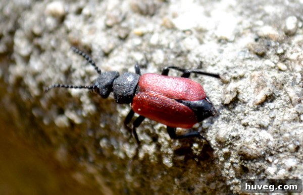 Extreme close-up of an insect with intricate details visible