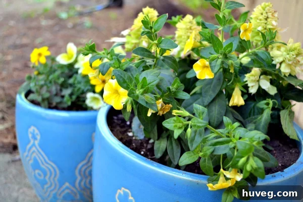 Beautifully arranged planters with new flowers, showcasing a makeover